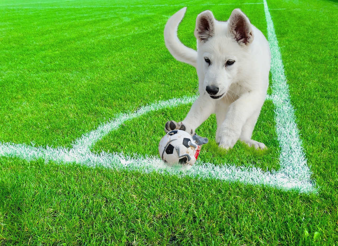 dog animal ball free photo