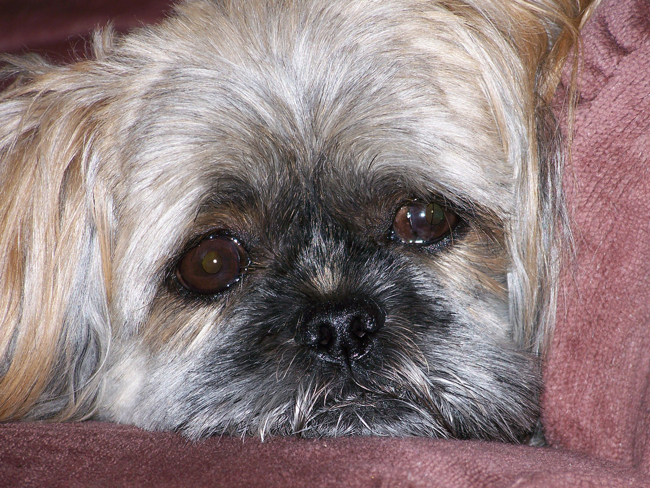 dog shih tzu free photo