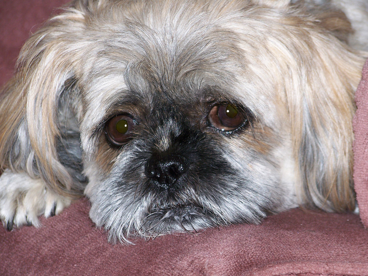 dog shih tzu free photo