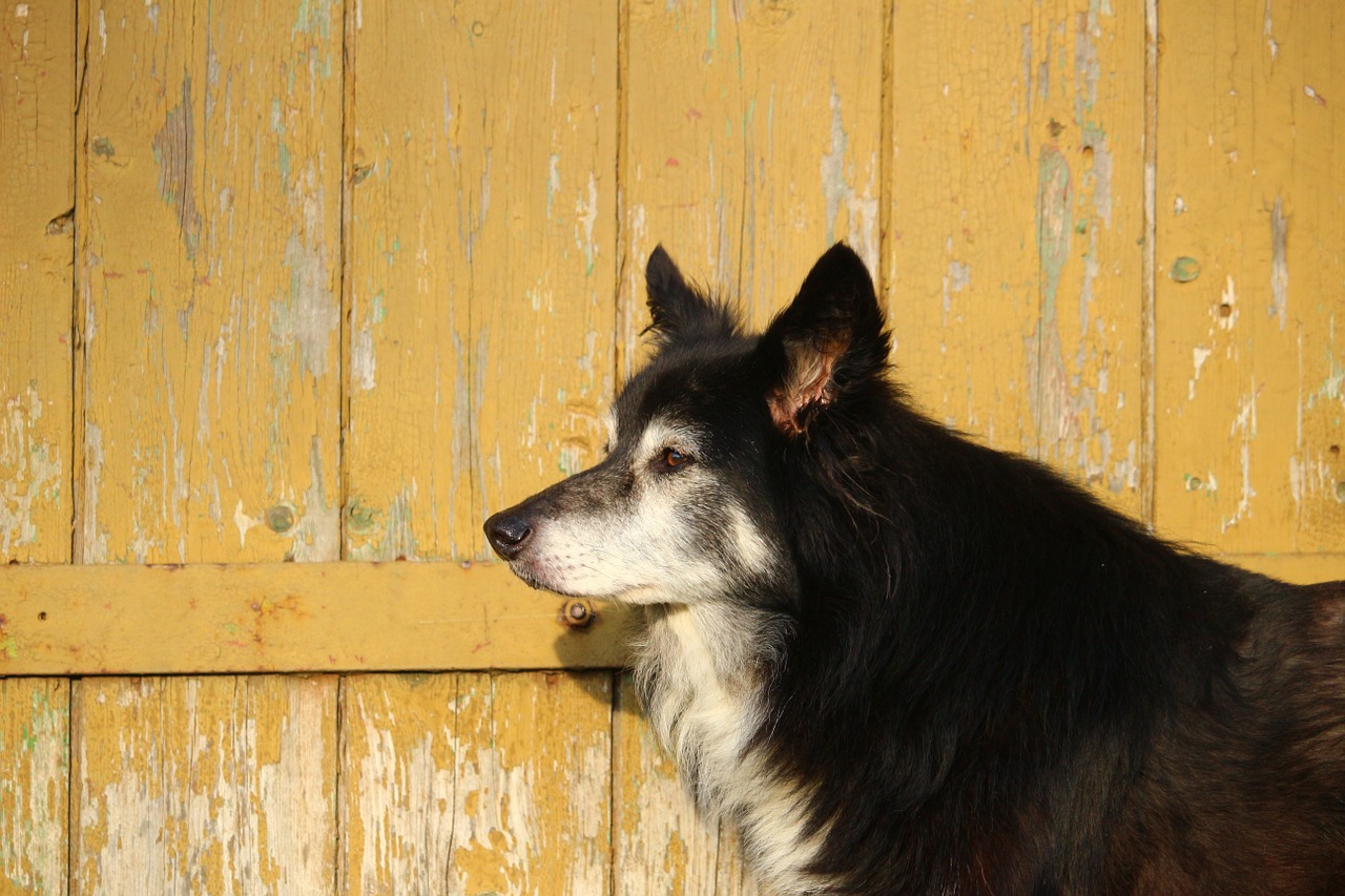 dog wooden wall border collie free photo