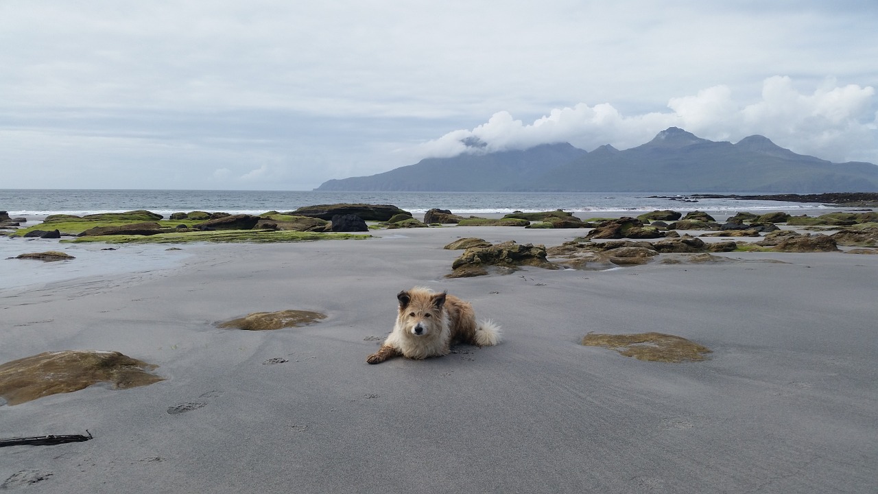 dog beach island free photo