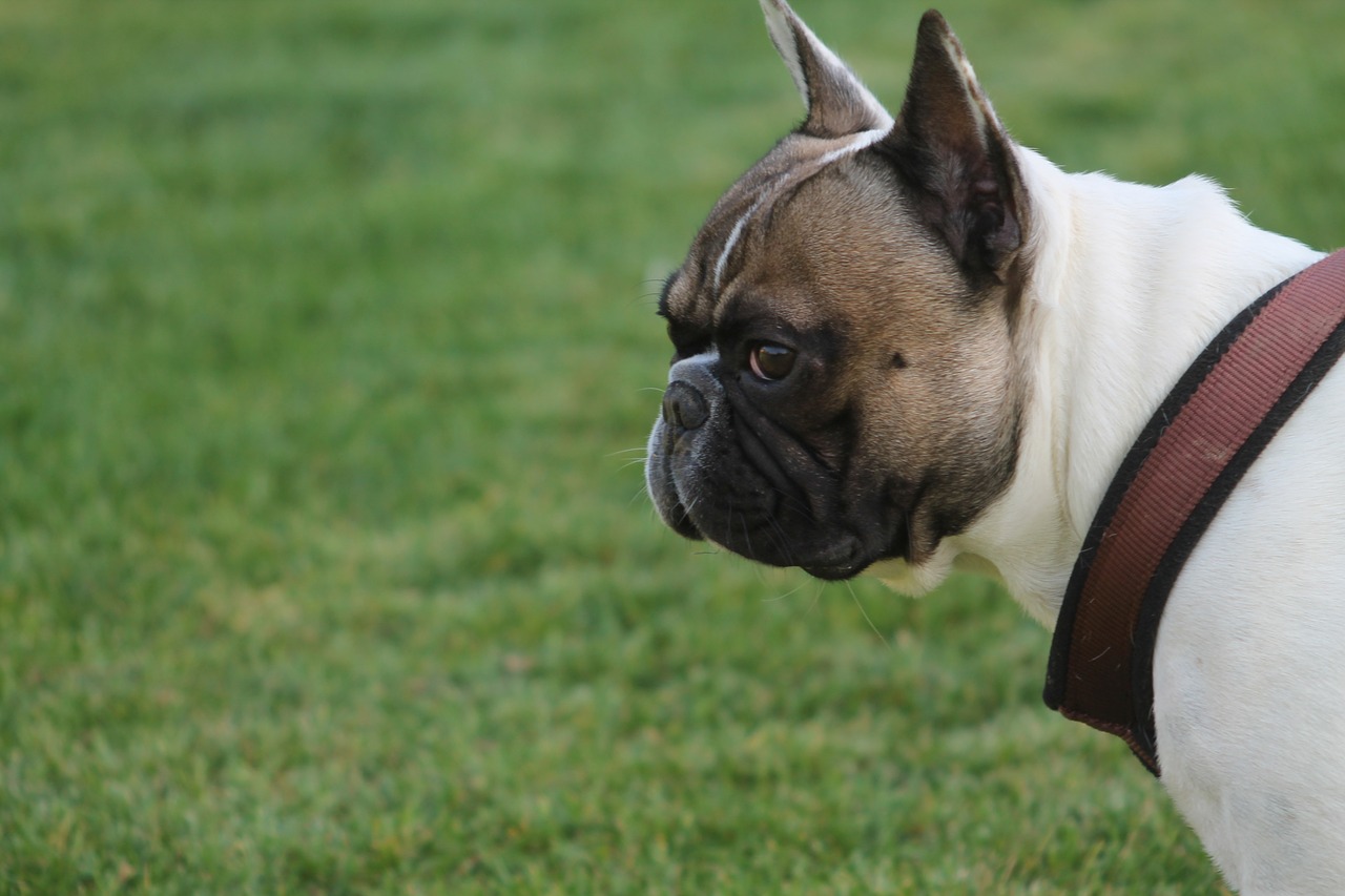 dog pets french bulldog free photo