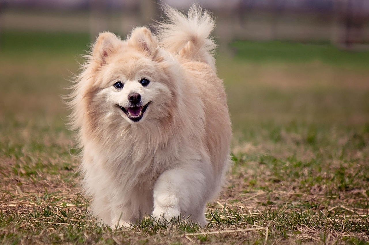 dog pomeranian cute free photo