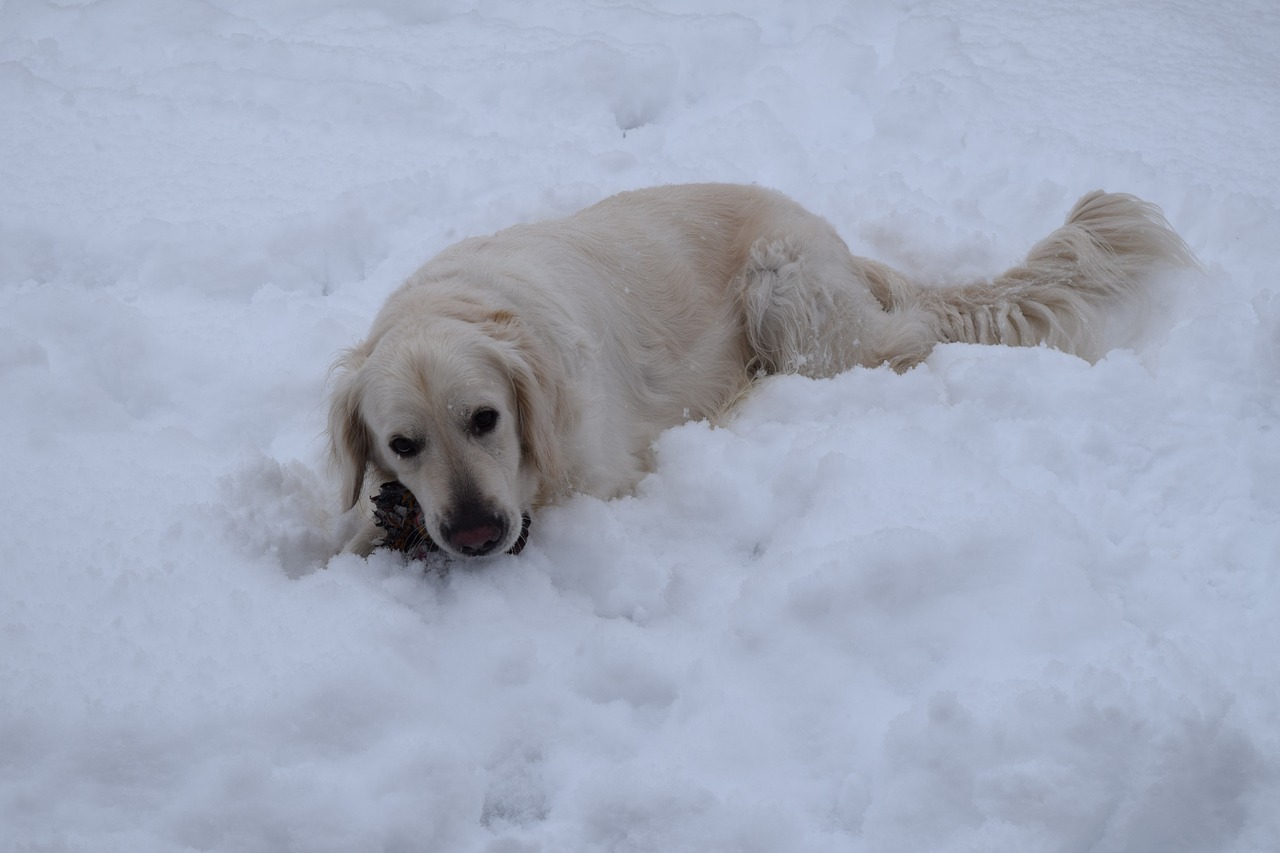 dog golden retriver snow winter free photo