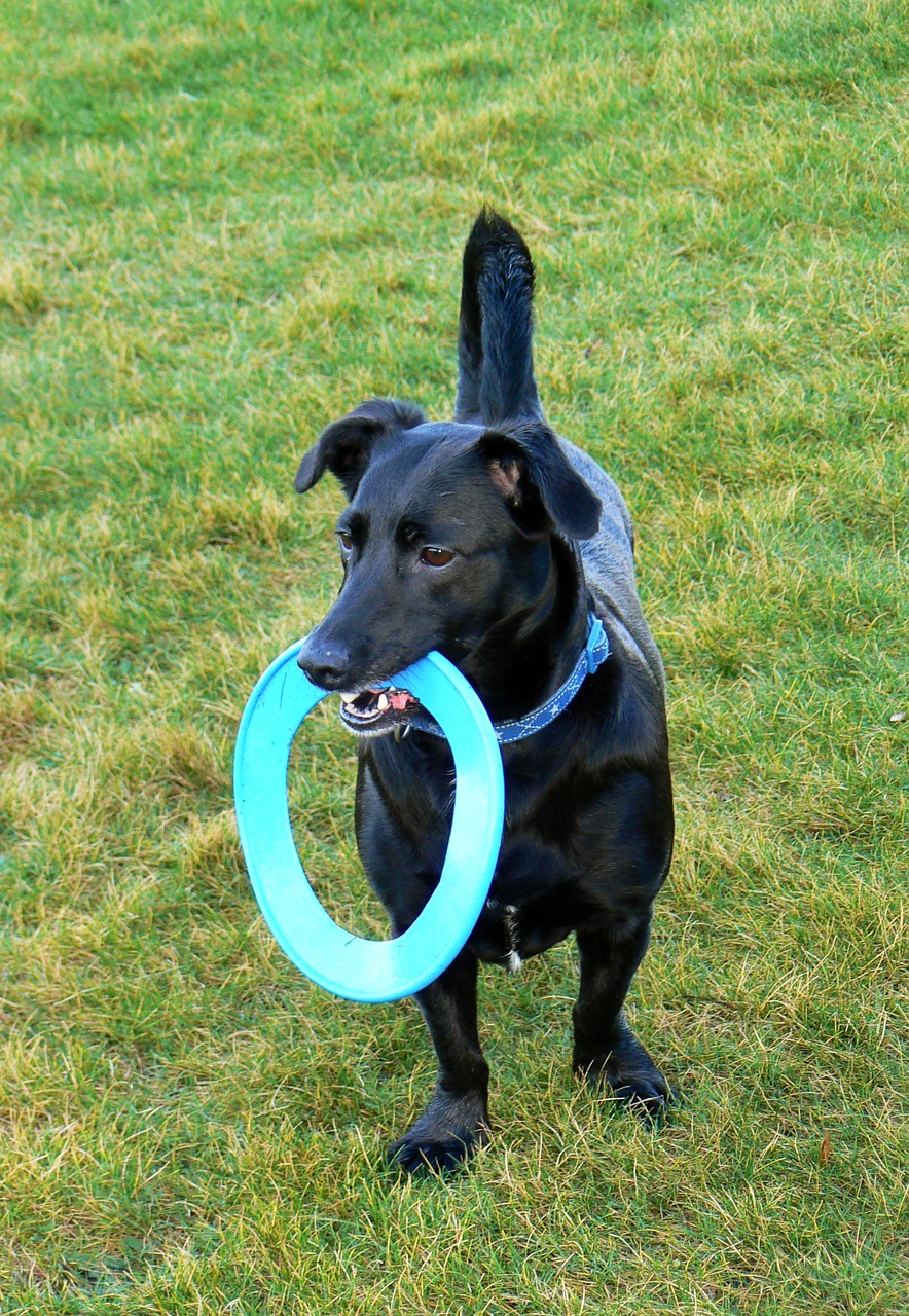 dog frisbee pet free photo