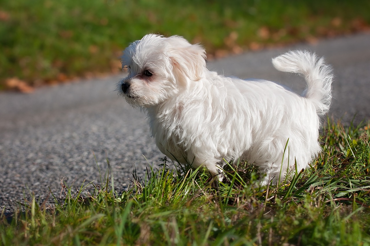 dog maltese young animal free photo