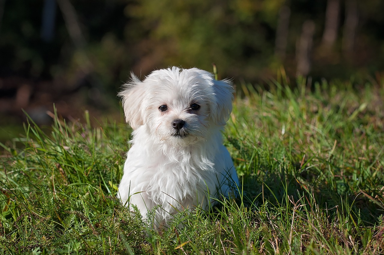 dog young dog small dog free photo