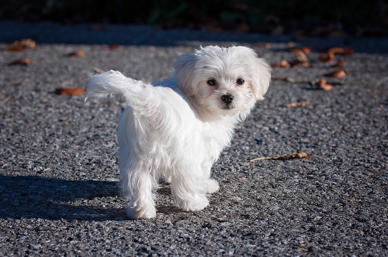 dog maltese white free photo