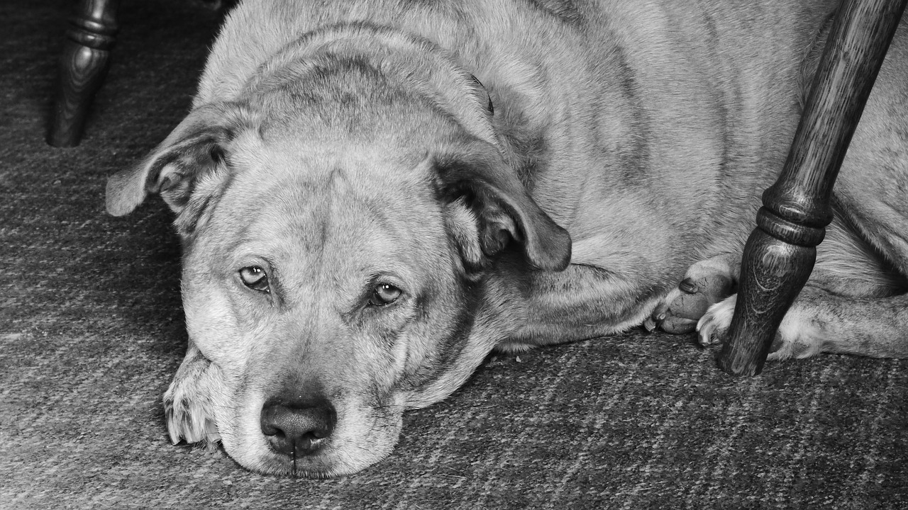 dog pit bull labrador free photo