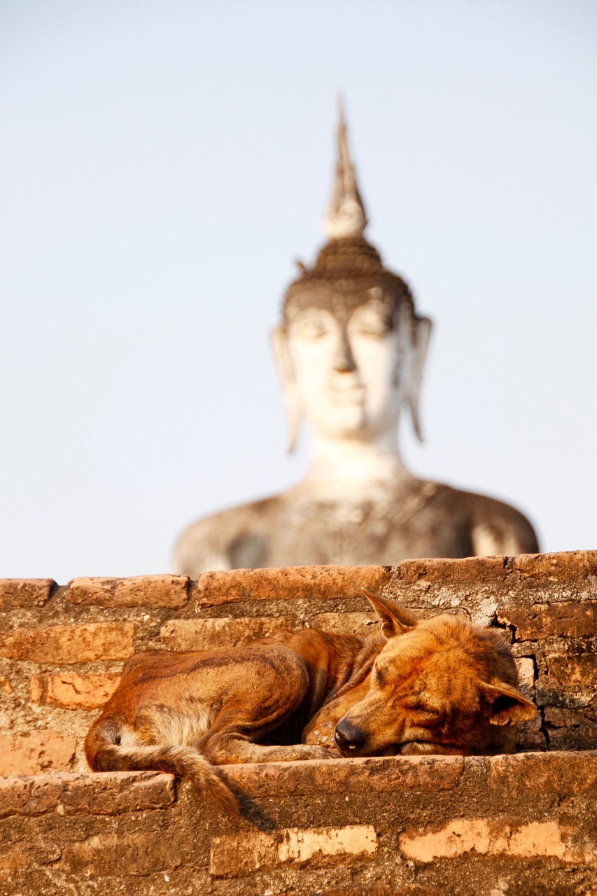 dog buddha gold free photo