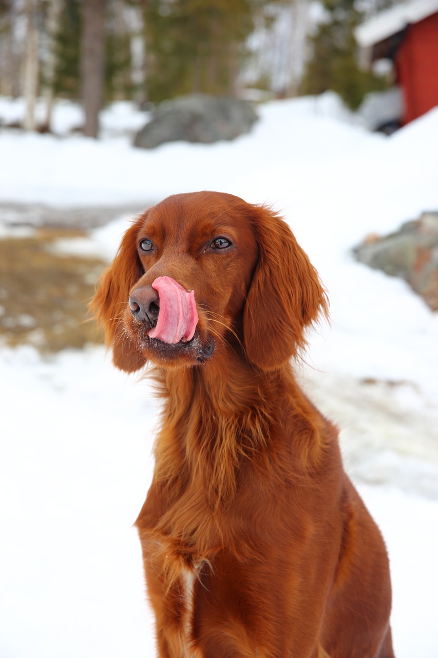 dog tongue lick free photo