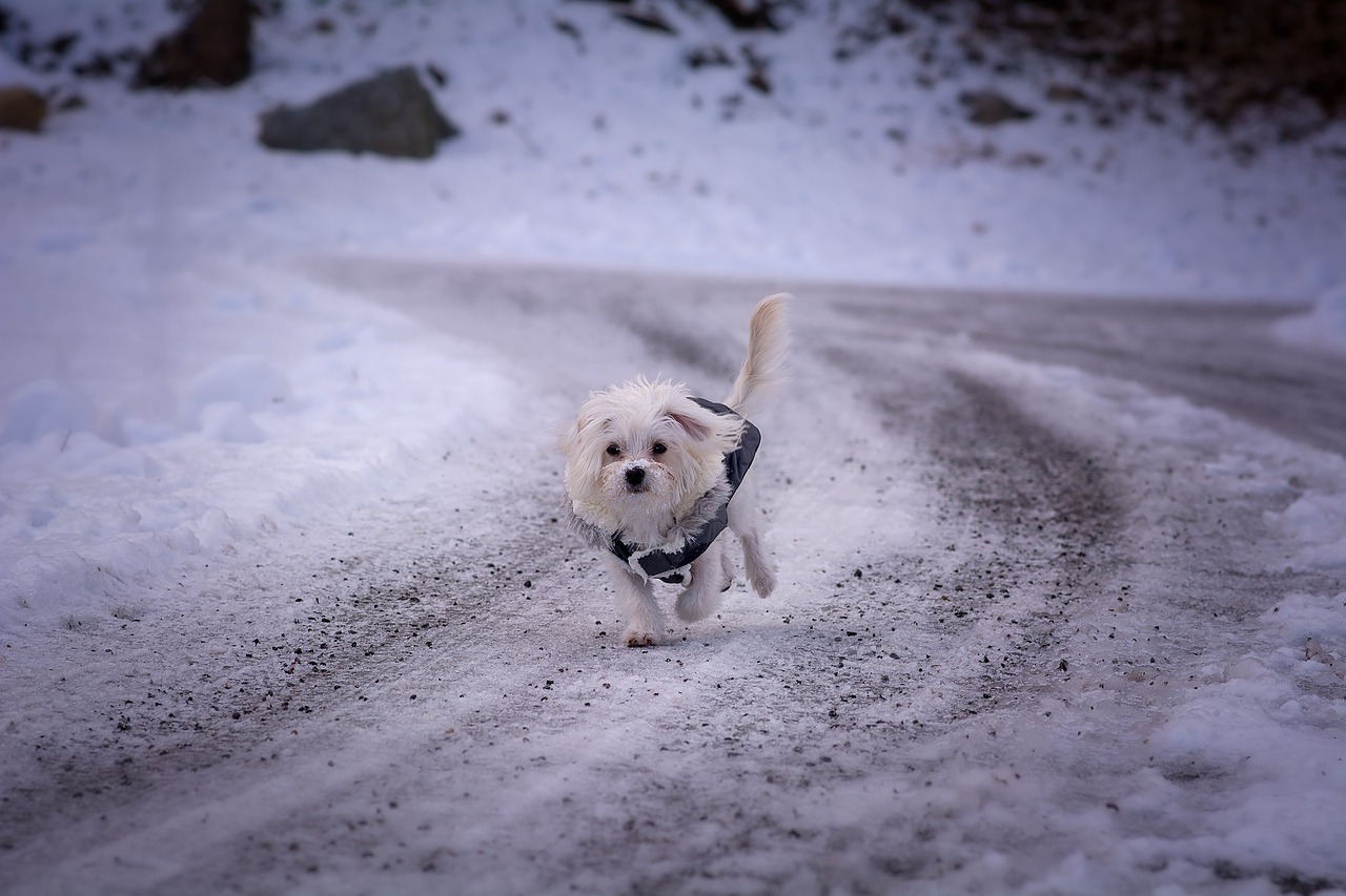 dog young dog maltese free photo