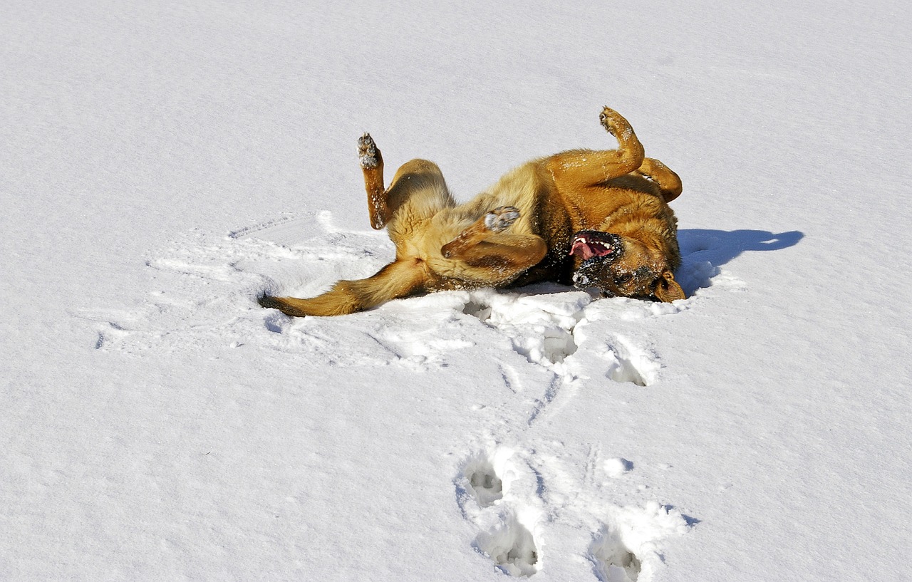 dog snow german shepherd free photo