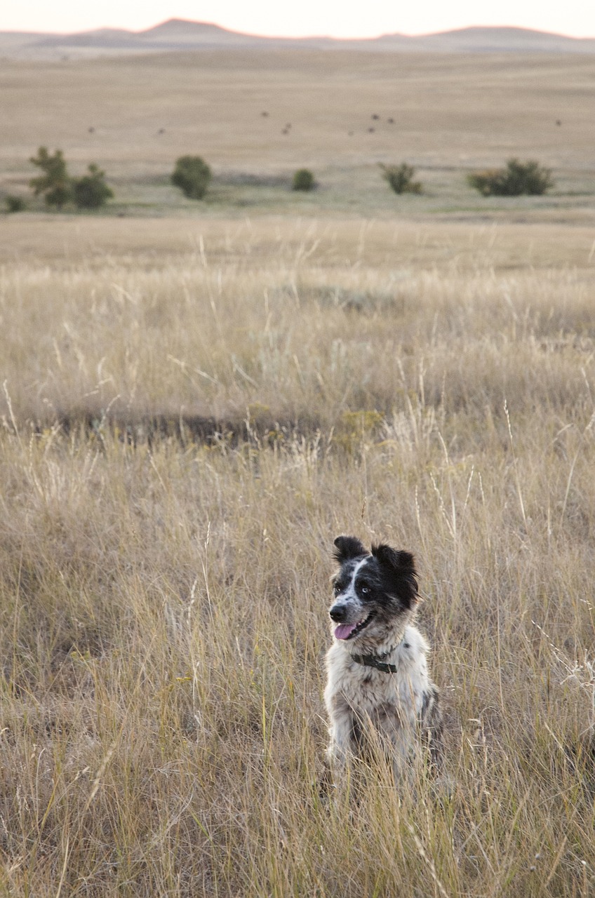 dog spotted border collie free photo