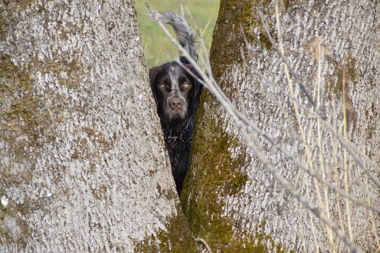 dog tree german quail free photo