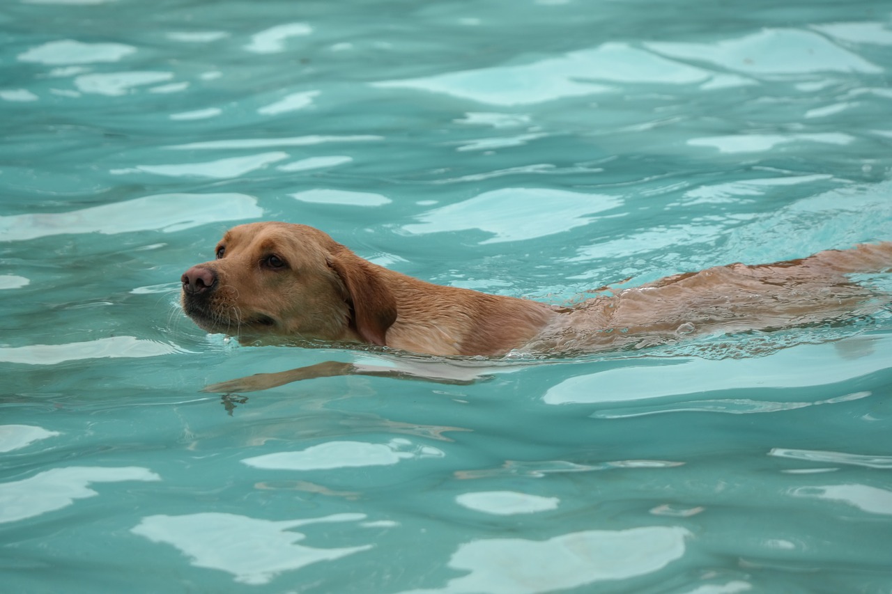 dog swimming netherlands free photo