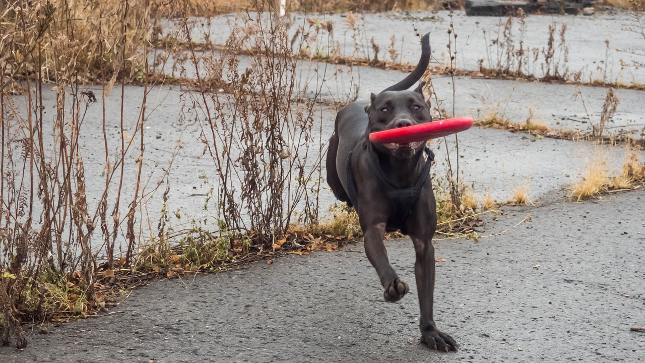 dog whippet mix fall free photo