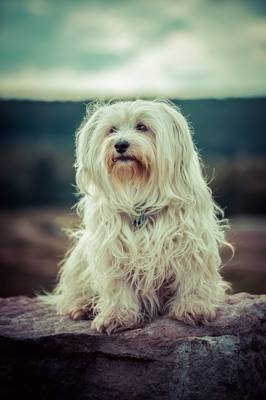 dog flare havanese free photo