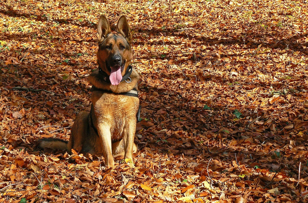 dog german shepherd autumn free photo