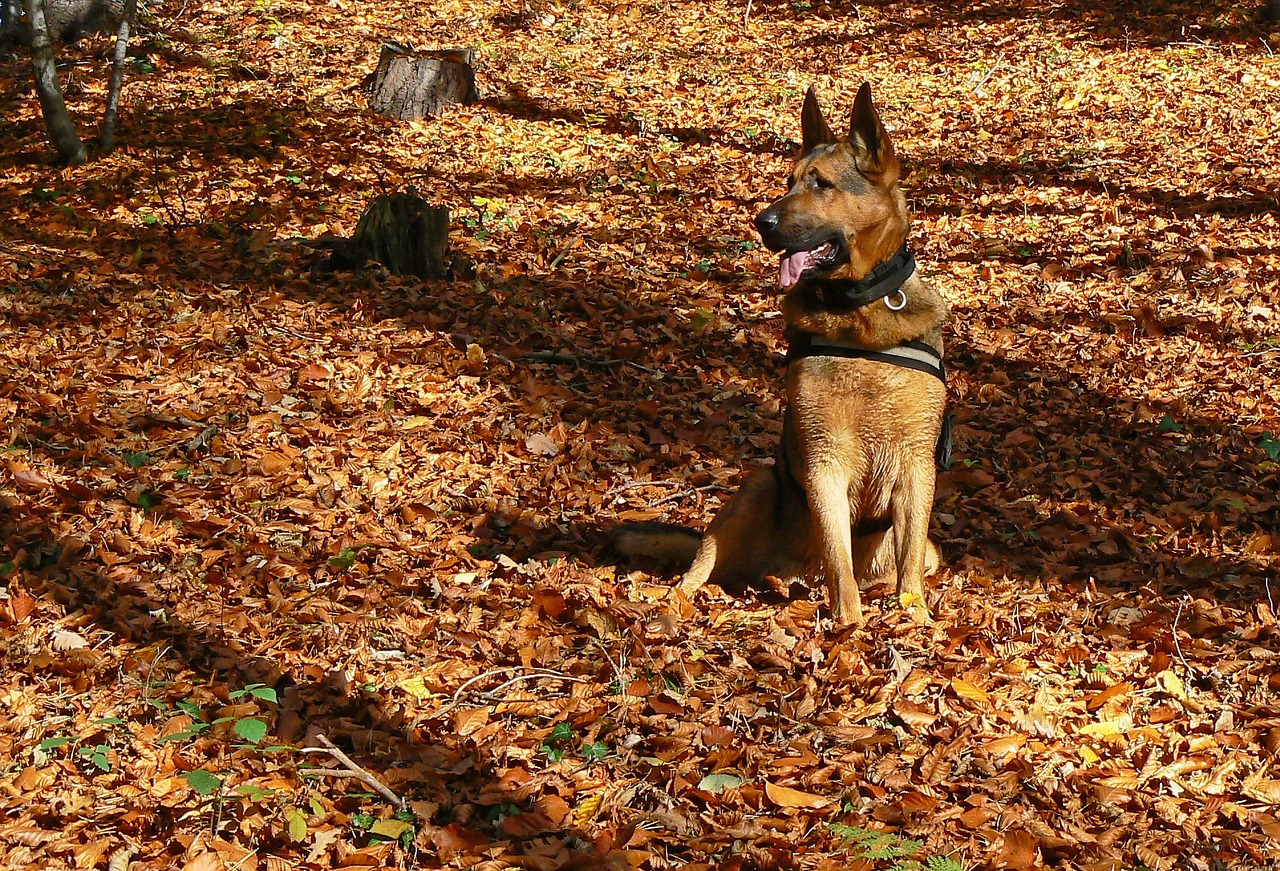 dog german shepherd autumn free photo