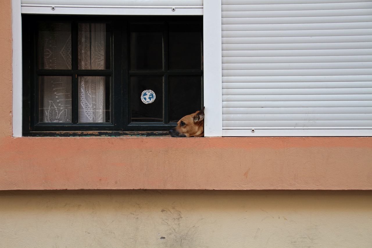 dog dog at window pet free photo