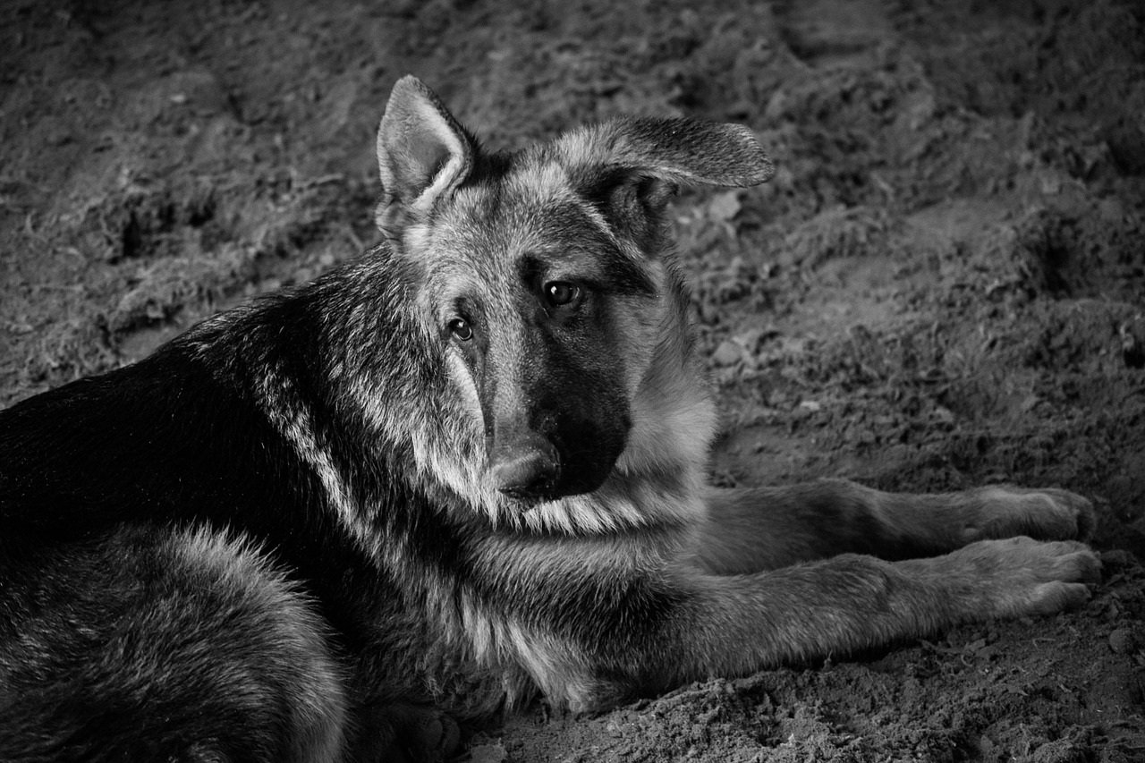 dog pastor black and white free photo