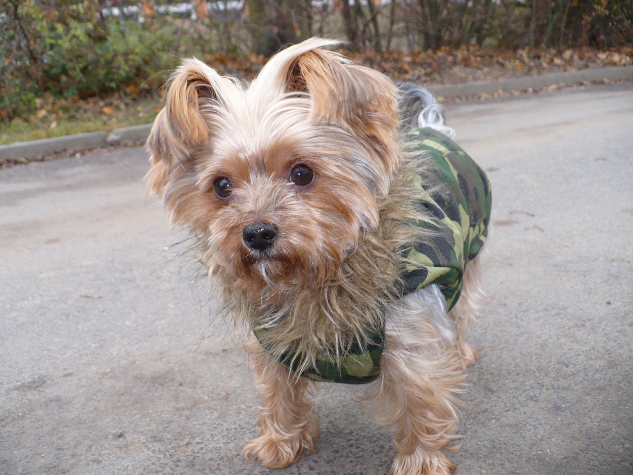 dog yorkshire terrier free photo