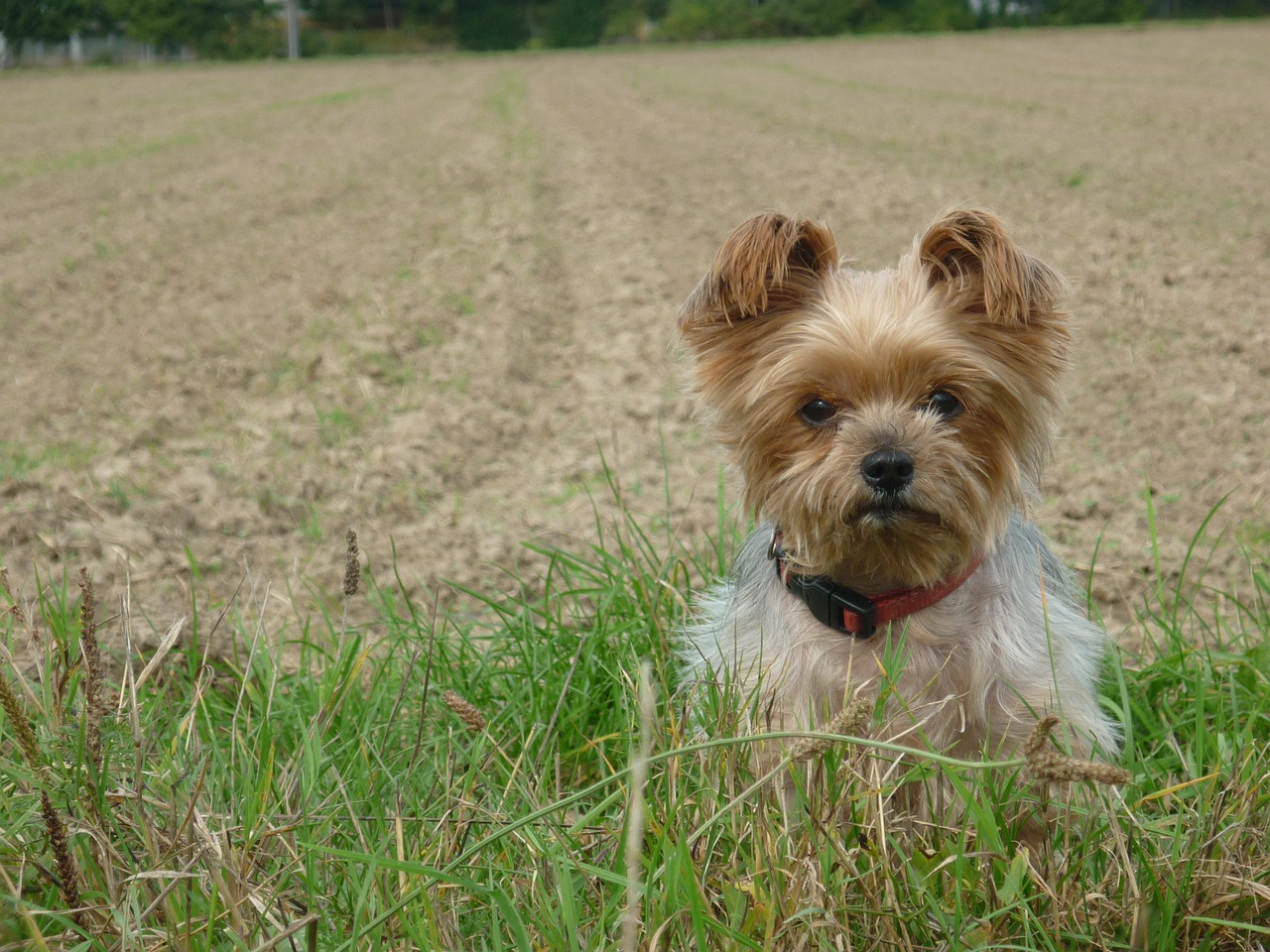 dog yorkshire terrier free photo