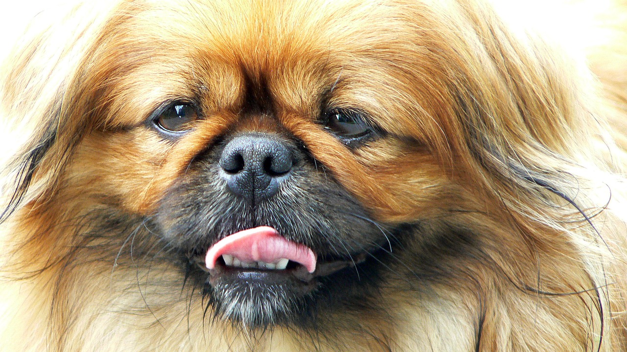 dog pekingese portrait free photo