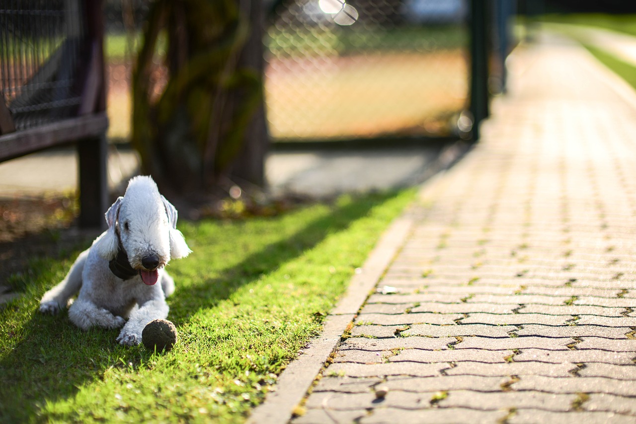 dog summer shadow free photo