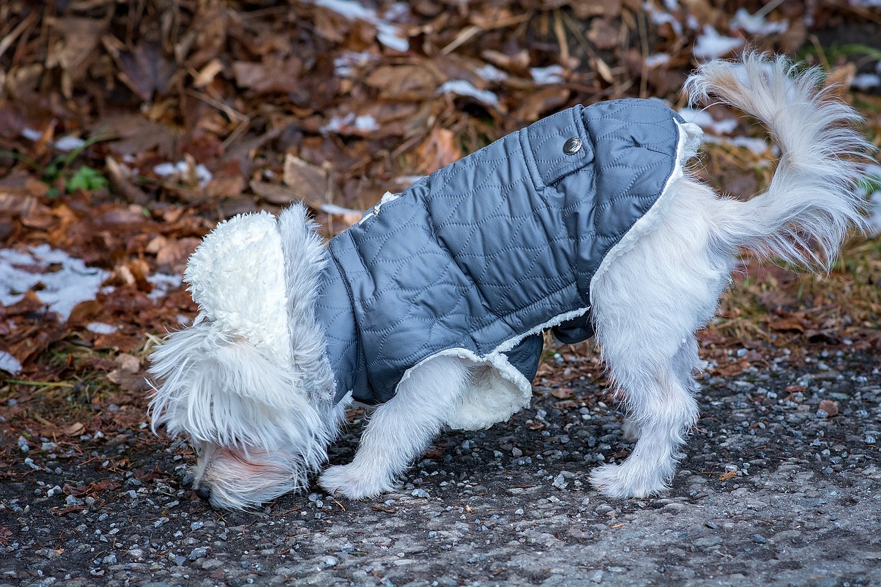 dog maltese young dog free photo