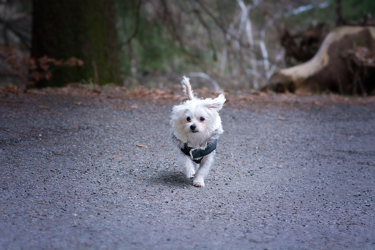 dog maltese white free photo