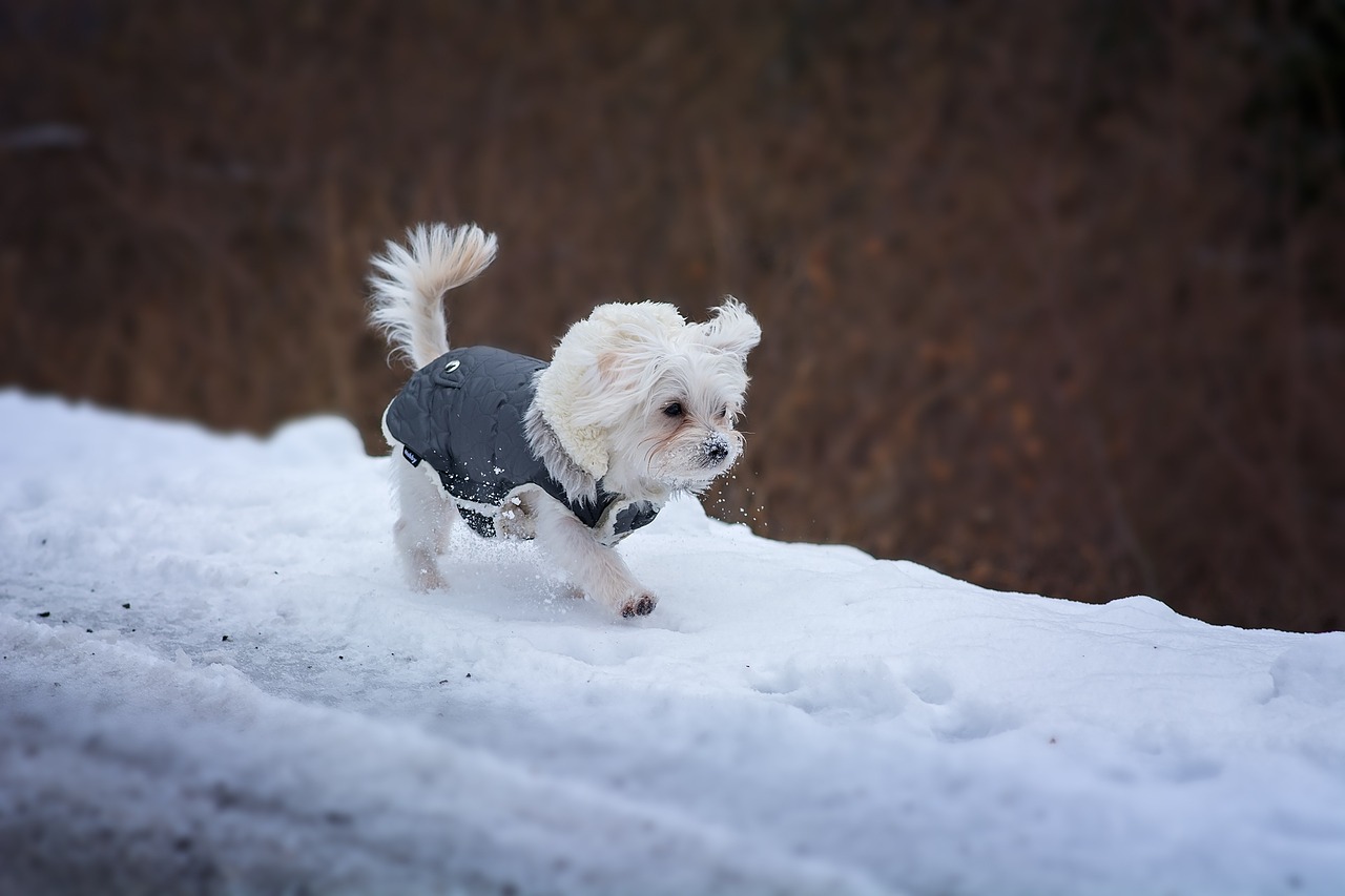 dog young dog maltese free photo