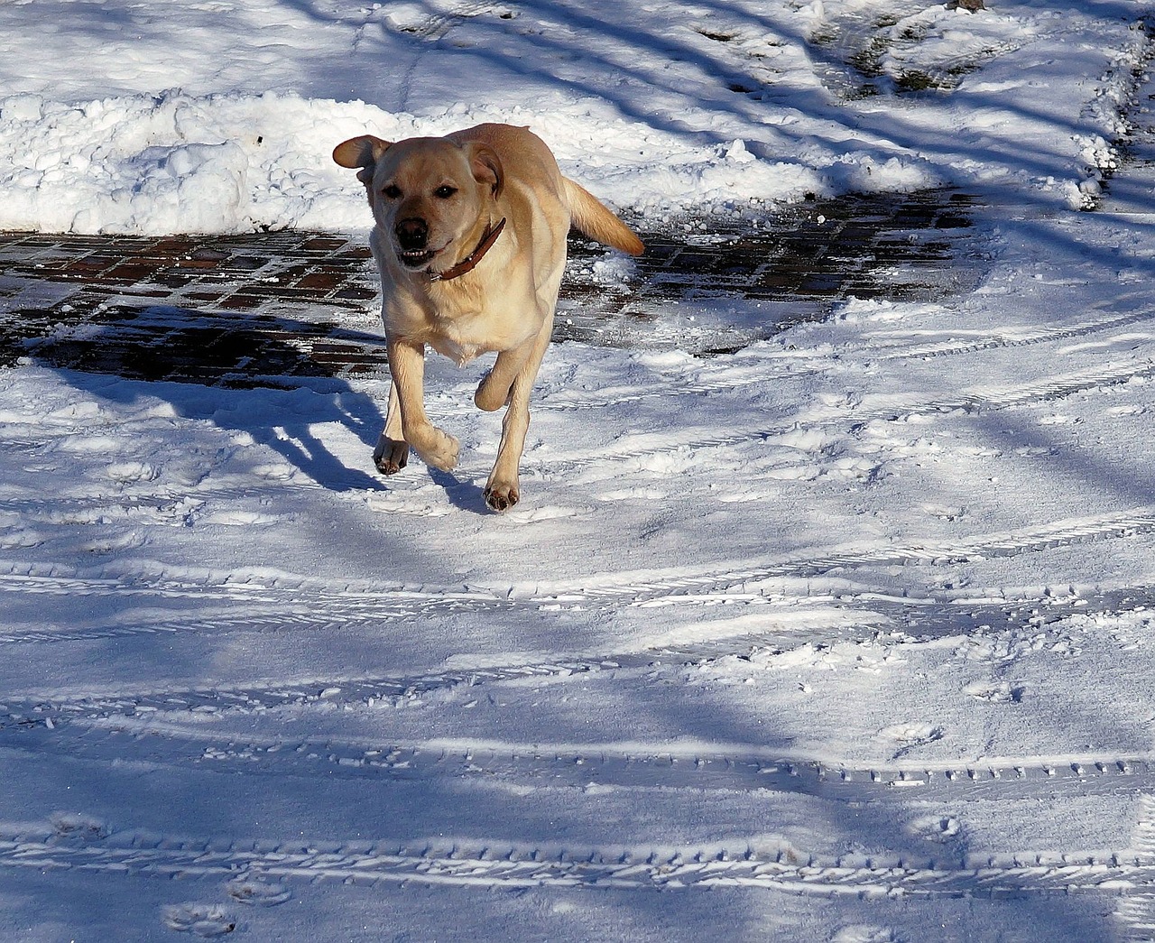 dog run labrador free photo