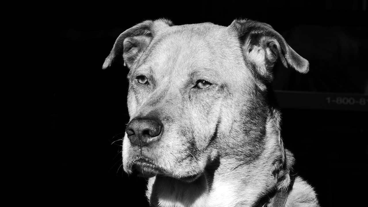 dog boxer labrador free photo
