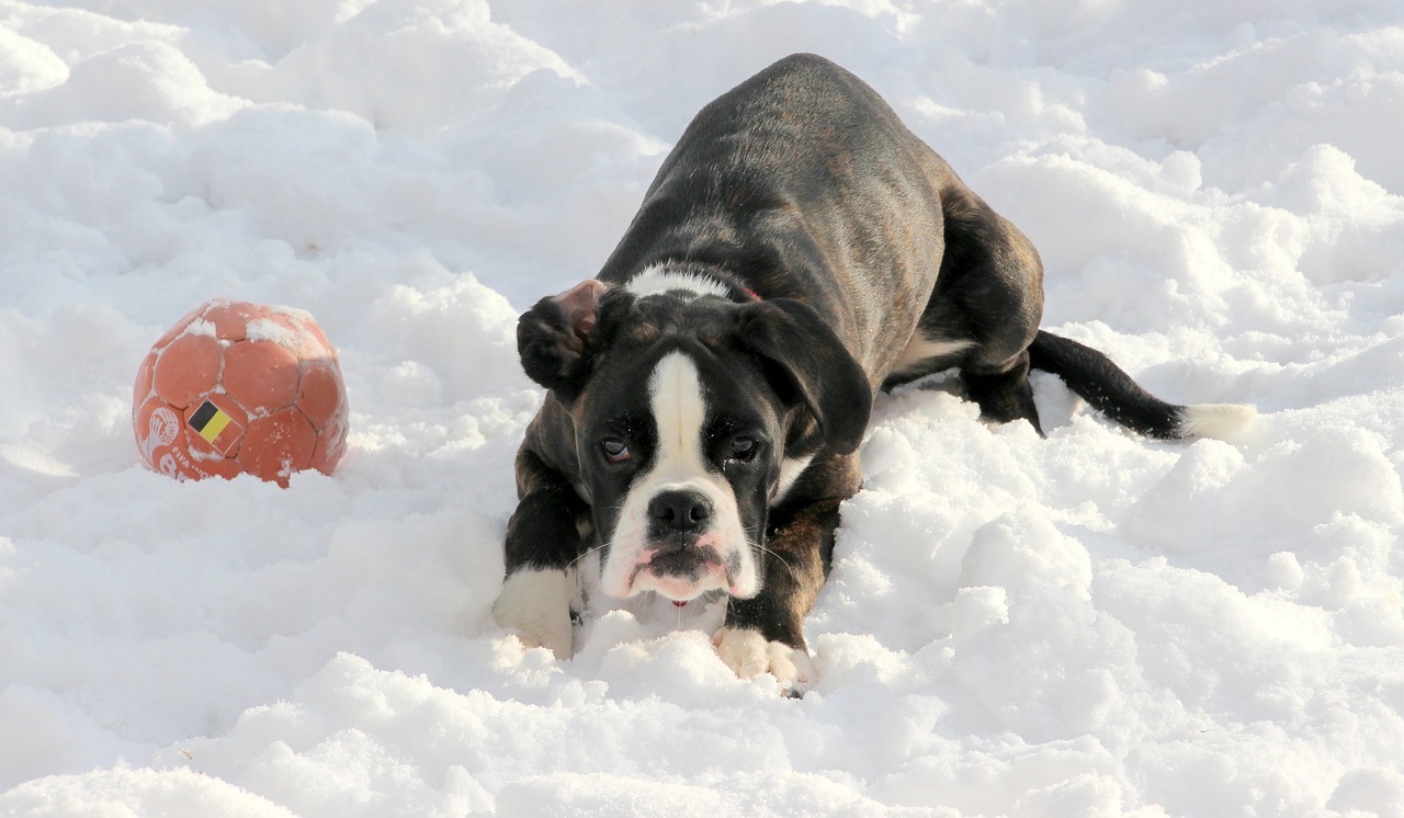 dog boxer dog look free photo