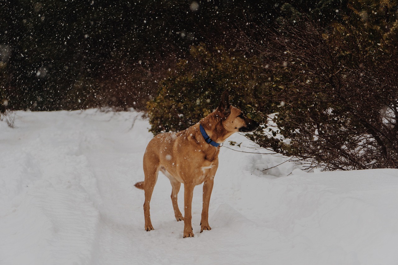 dog snowflakes shepherd free photo