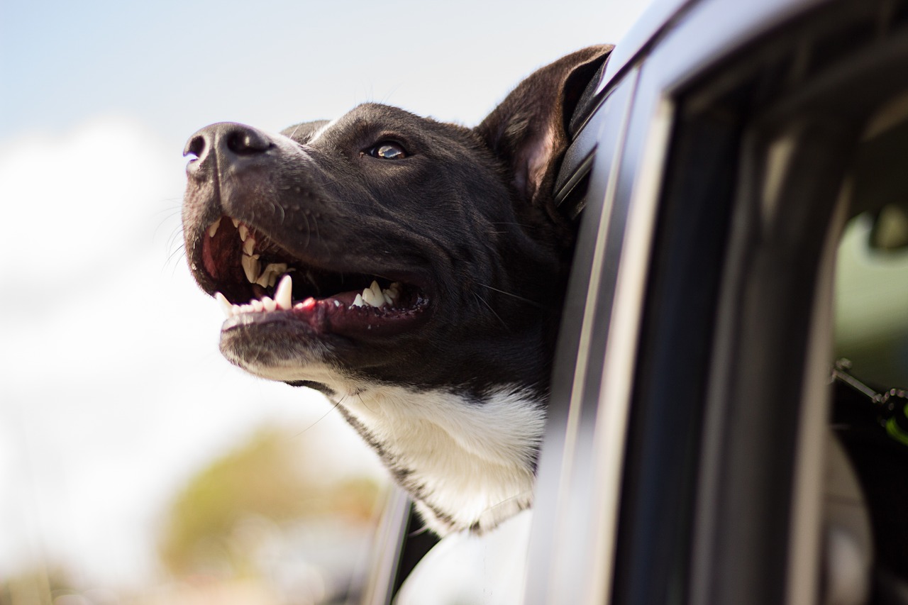 dog happy car free photo