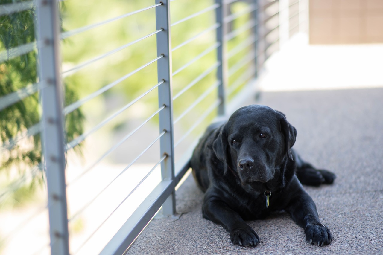 dog domestic labrador free photo