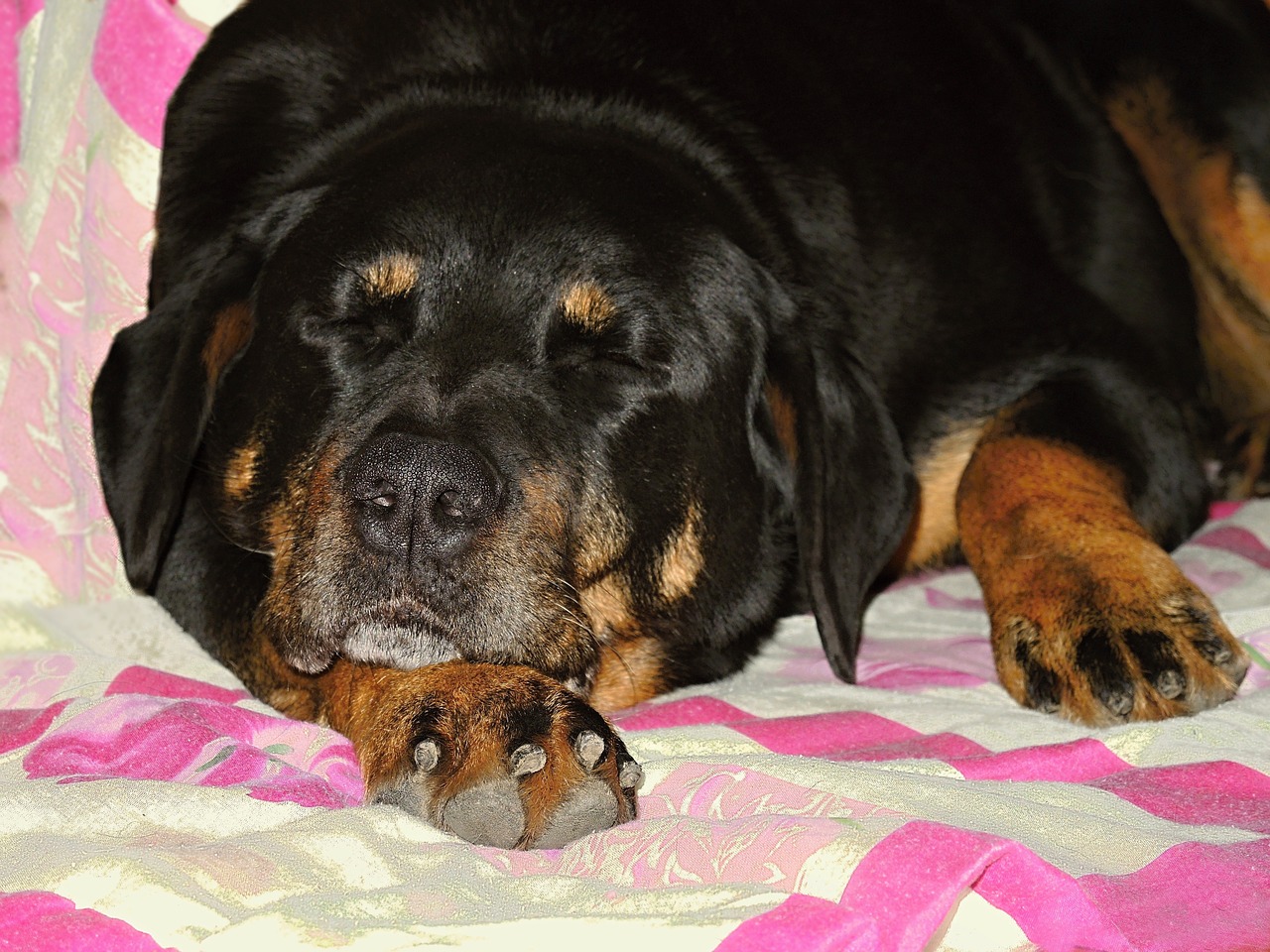 dog rottweiler sleep free photo