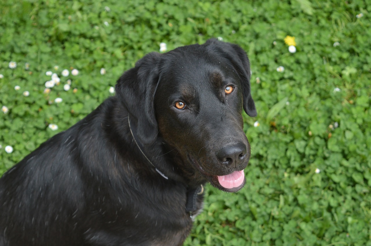 dog labrador animal free photo