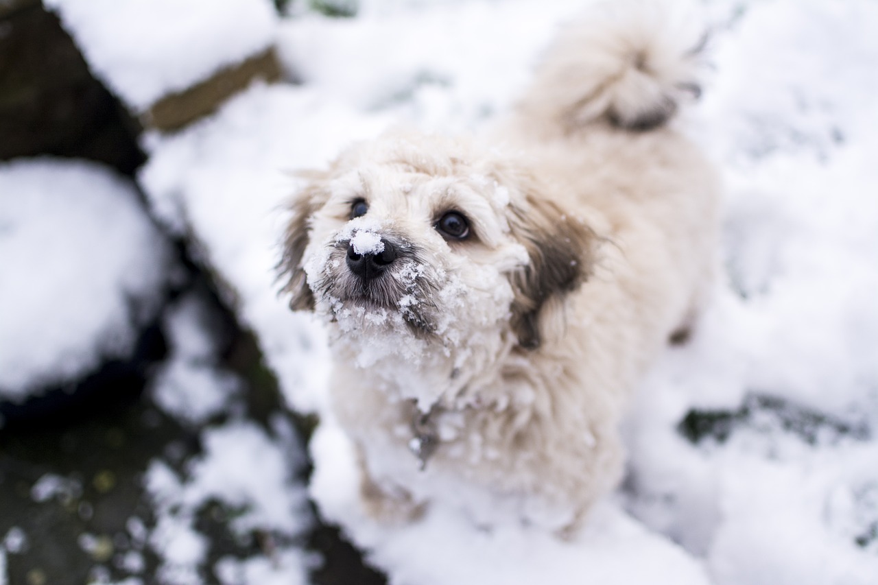 dog snow pet free photo