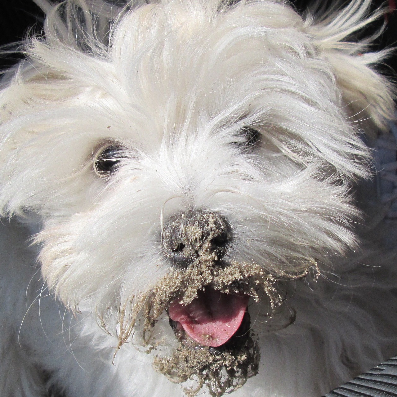 dog sand mud dog free photo