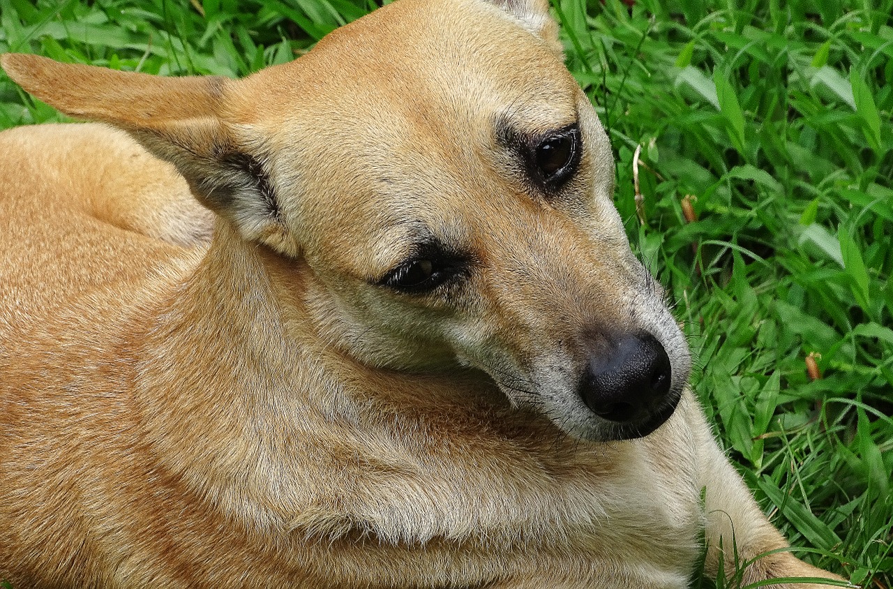 dog thinking pet free photo