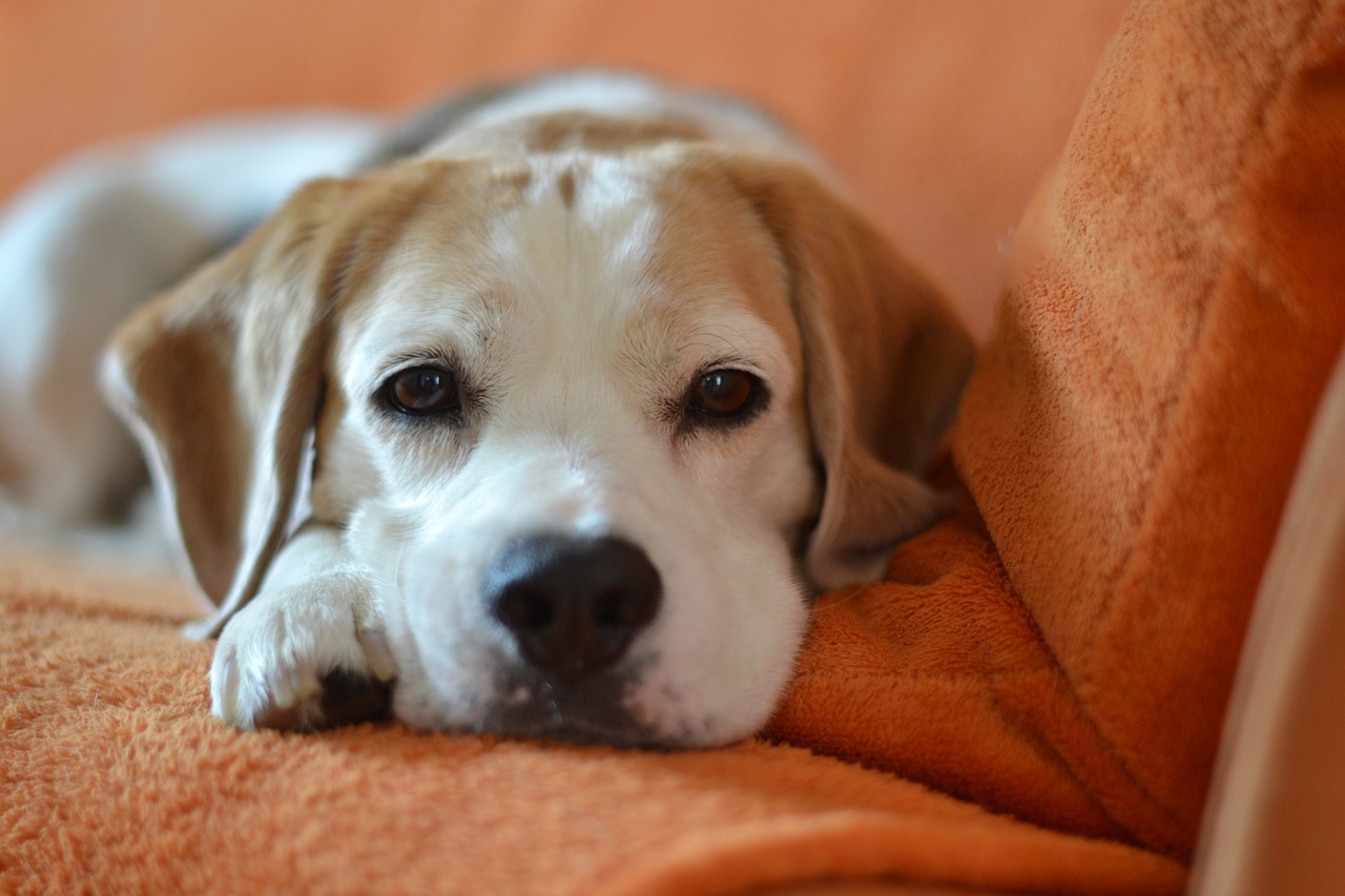 dog beagle animal free photo
