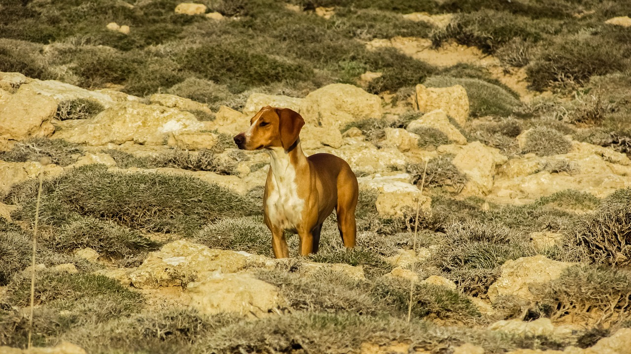 dog vizla brown free photo