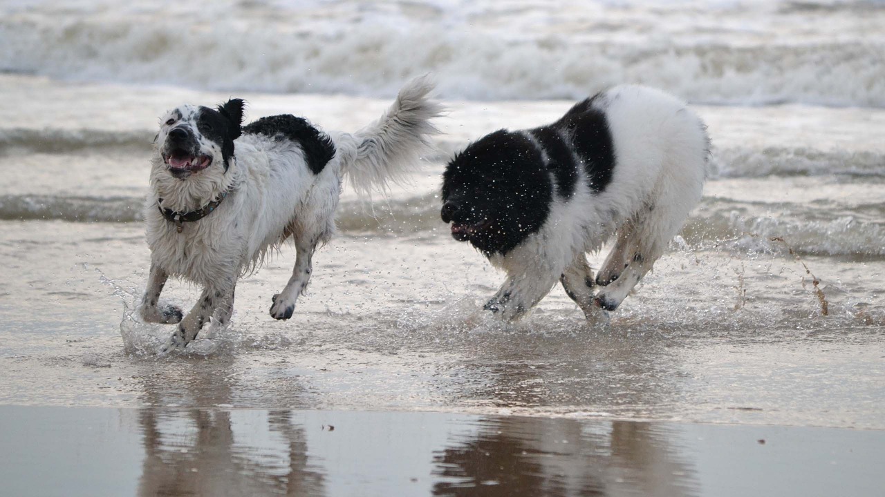 dog beach play free photo