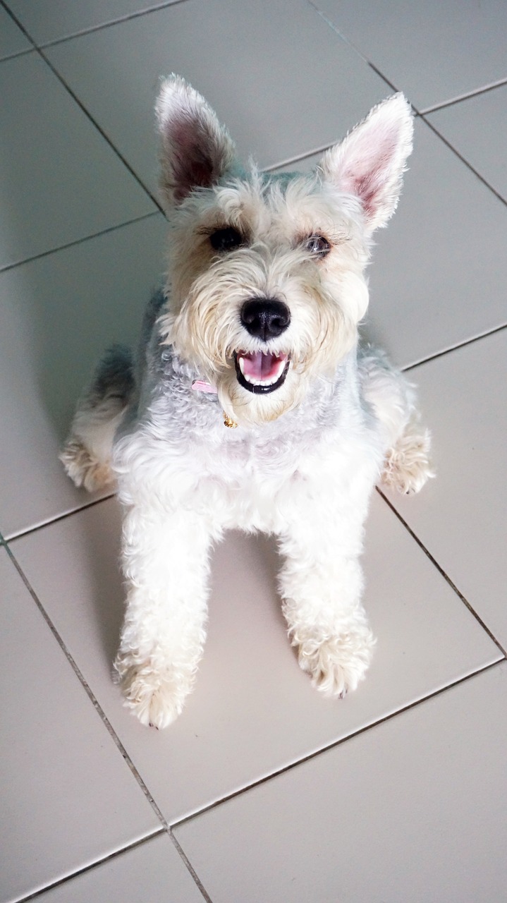 dog arent canny miniature schnauzer free photo