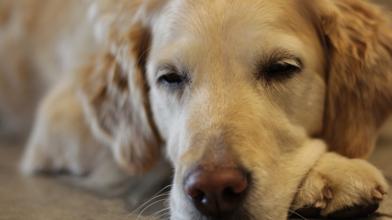 dog sleeping tired free photo