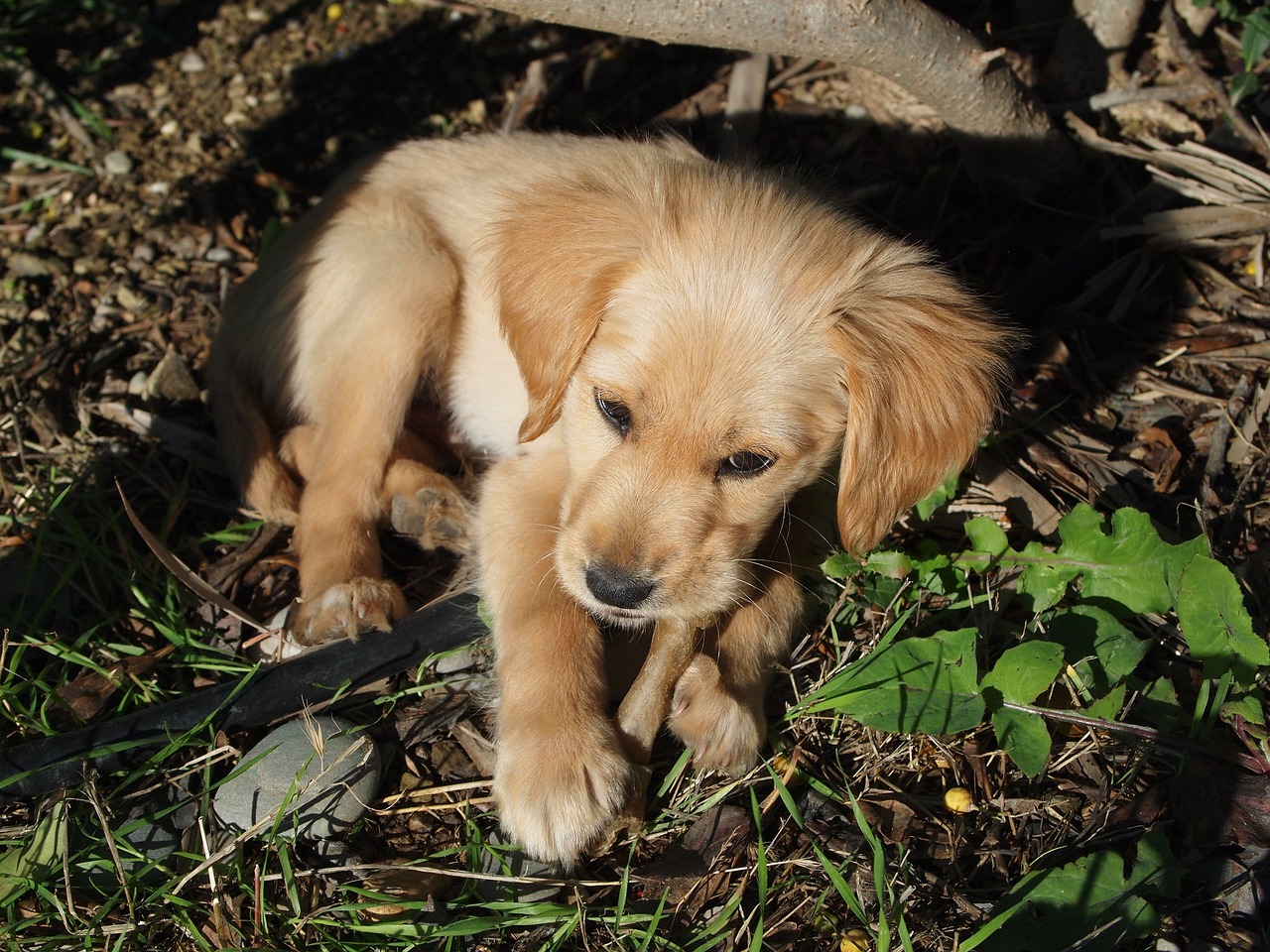 puppy dog bone free photo